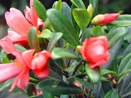 茶花的养殖方法和注意事项视频