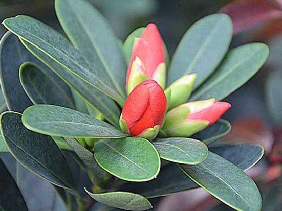 茶花的养殖方法和注意事项视频