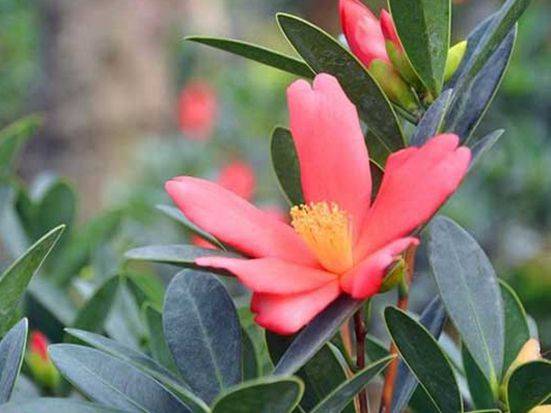 茶花的养殖方法和注意事项视频