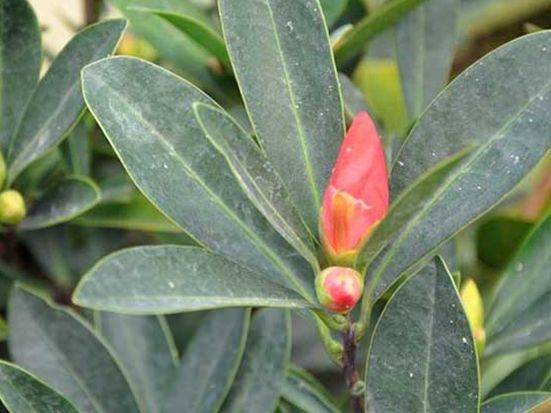 茶花的养殖方法和注意事项视频