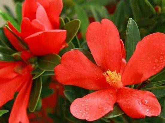 茶花的养殖方法和注意事项视频