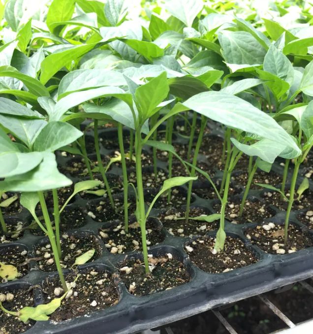 阳台辣椒苗的种植方法