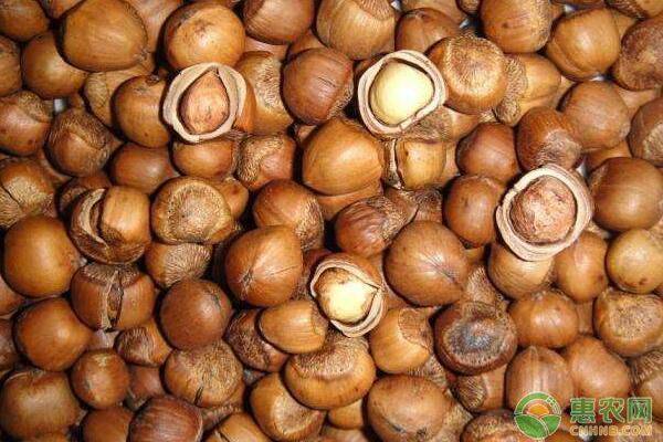 野生榛子种植技术