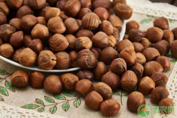 野生榛子种植技术