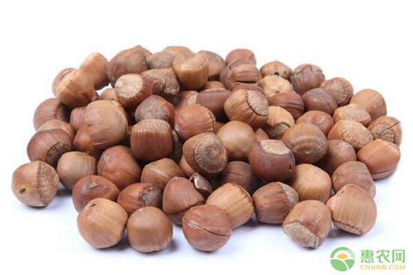 野生榛子种植技术