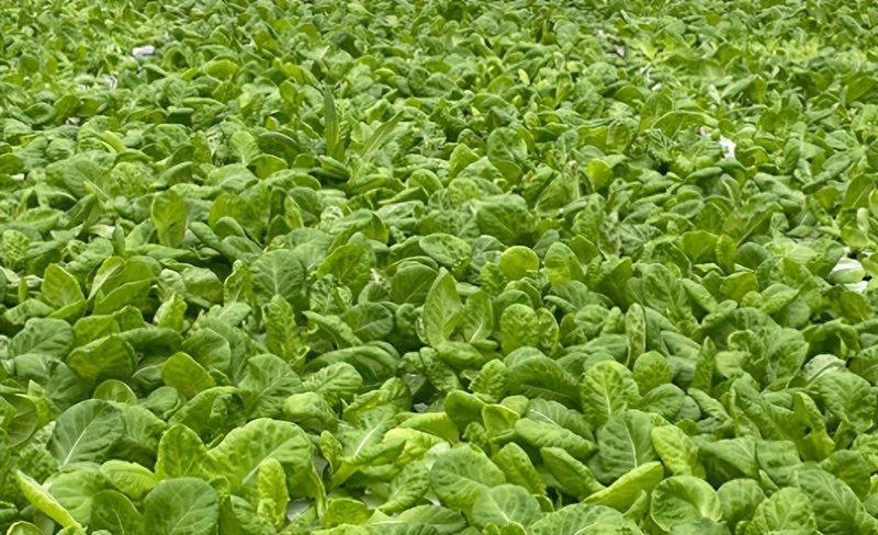 无土蔬菜种植技术