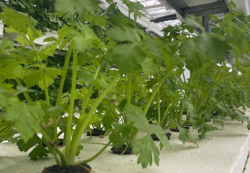 无土蔬菜种植技术