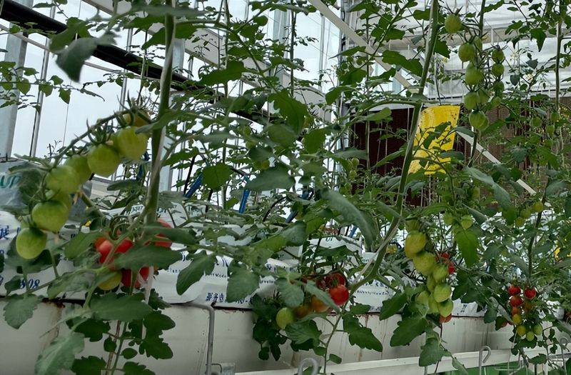 无土蔬菜种植技术