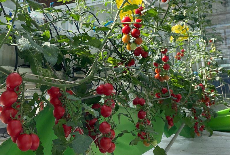 无土蔬菜种植技术