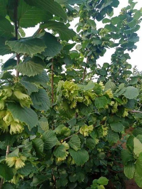 野生榛子种植技术