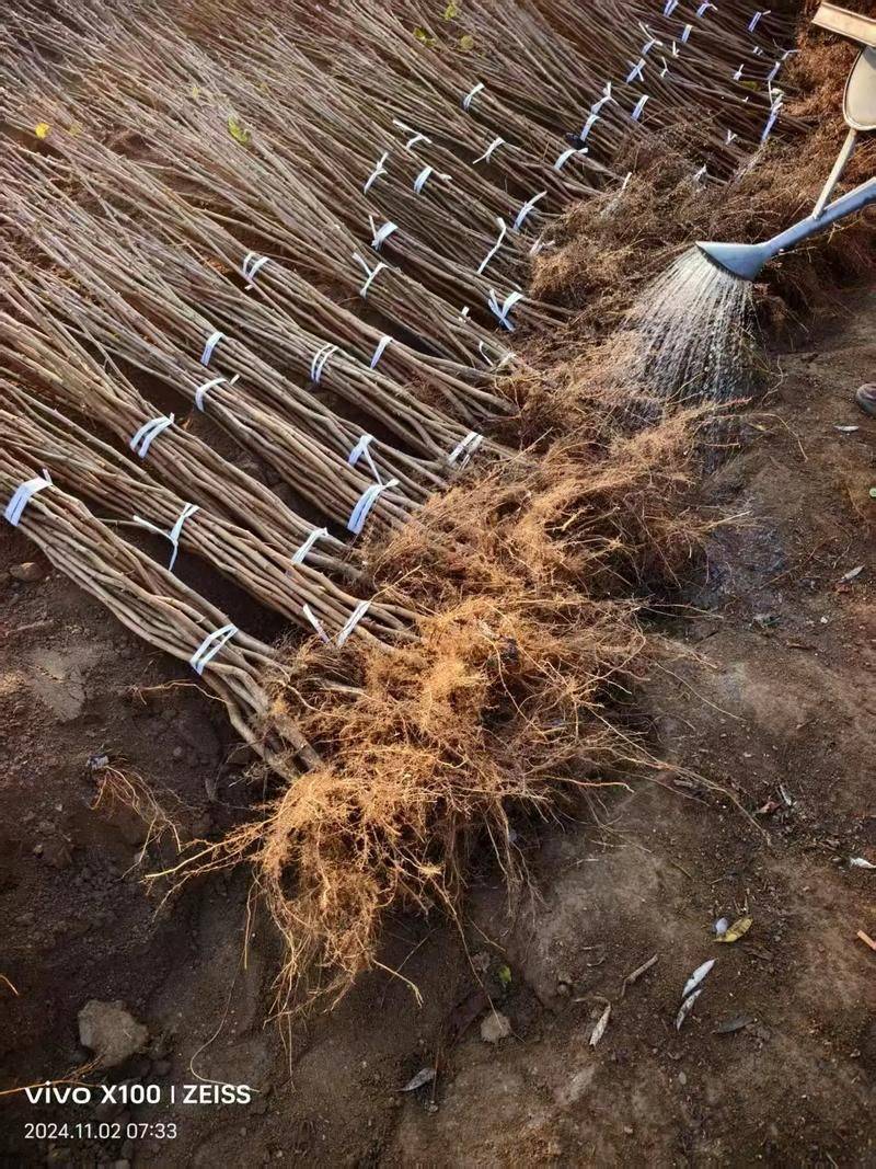 野生榛子种植技术