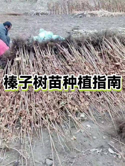 野生榛子种植技术