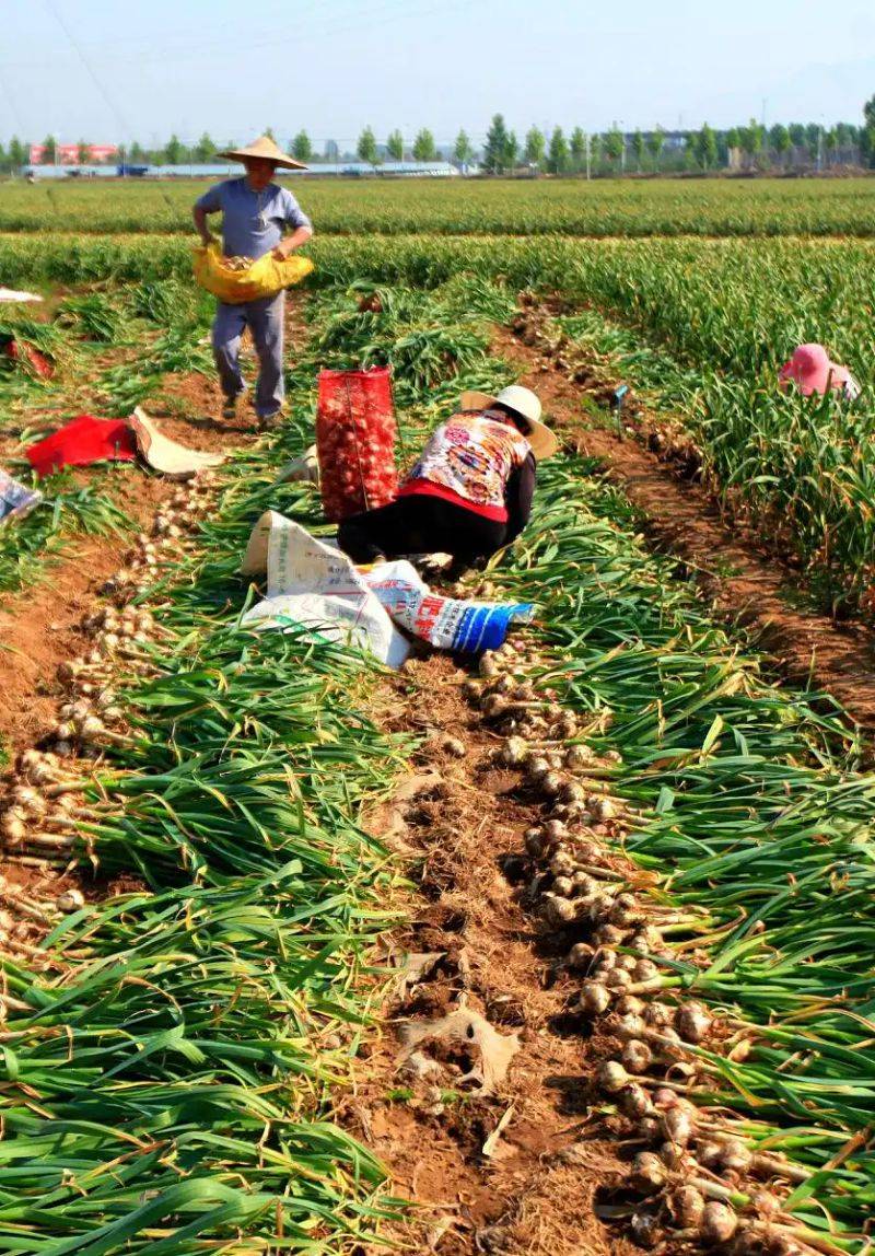 Garlic farming at home
