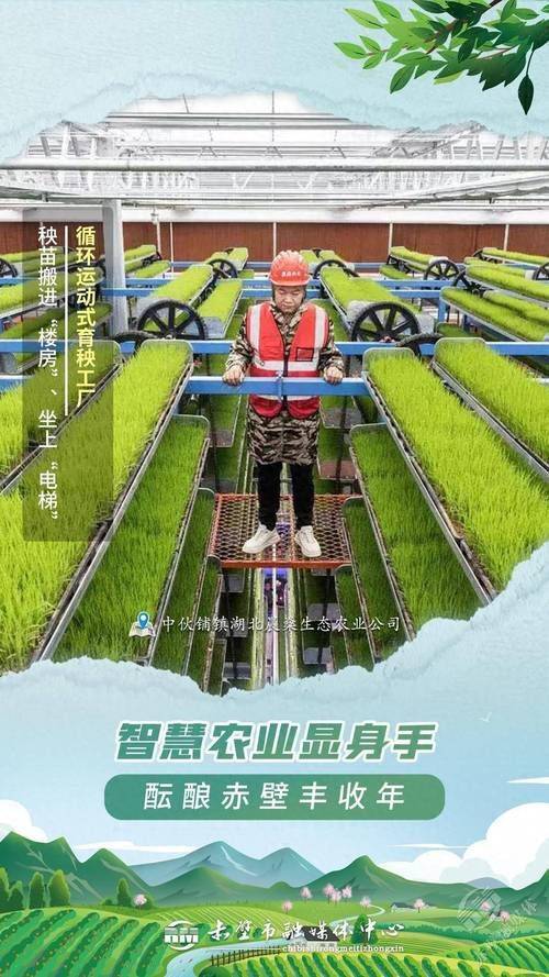 小麦种植技术与管理