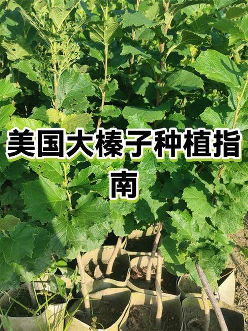 Technology for wild seedlings