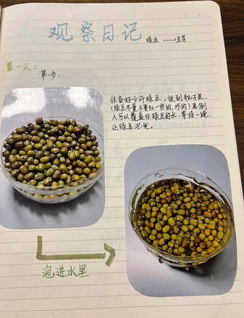 饭豆的种植方法和时间