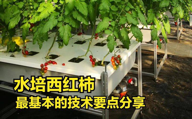 无土蔬菜种植技术