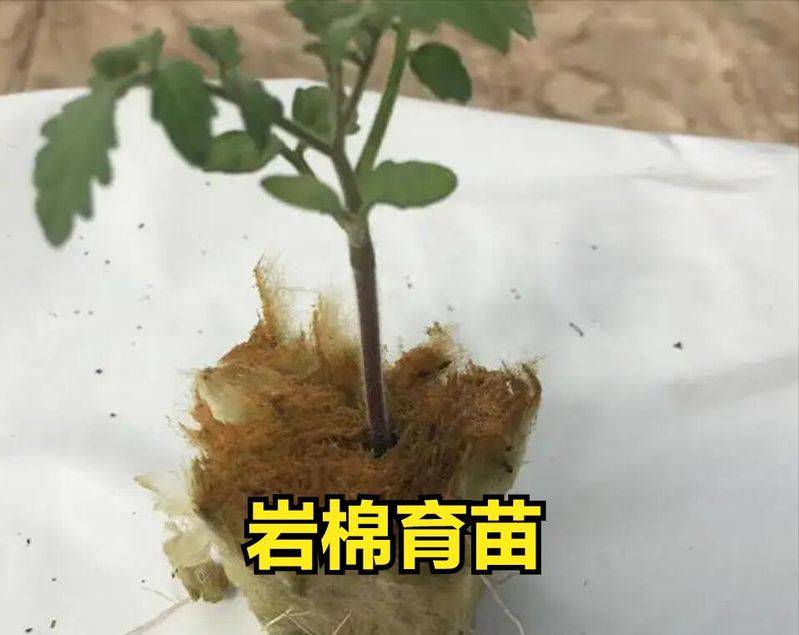 无土蔬菜种植技术