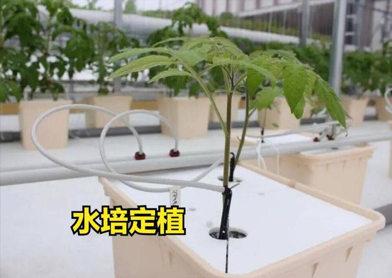 无土蔬菜种植技术