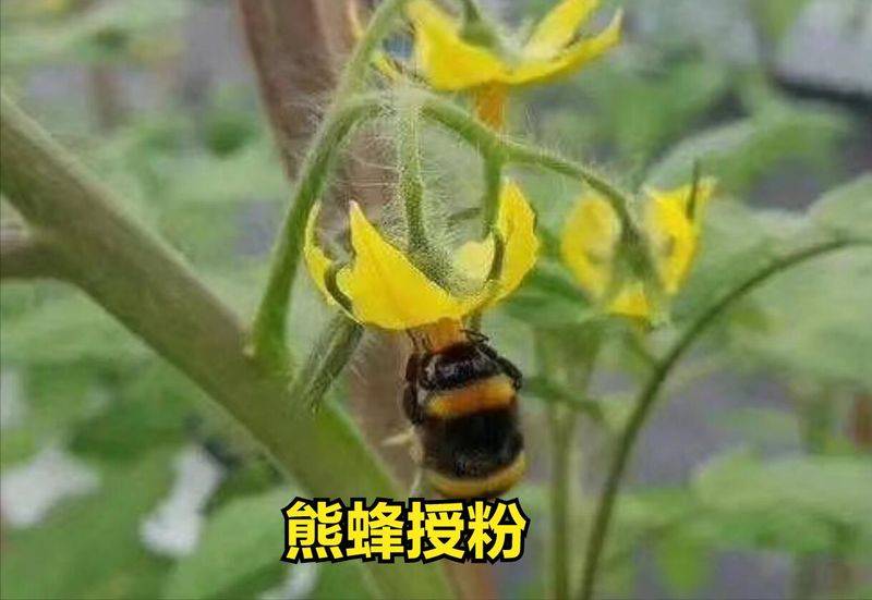 无土蔬菜种植技术