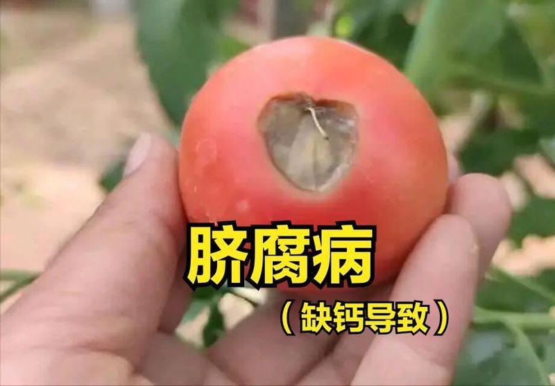 无土蔬菜种植技术