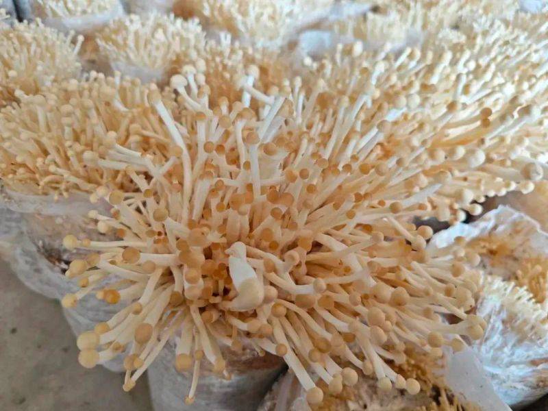 金针菇的种植方法