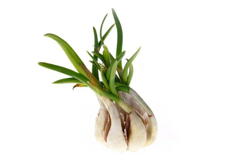 大蒜在家种植方法