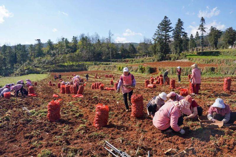 魔芋种植技术及亩产量