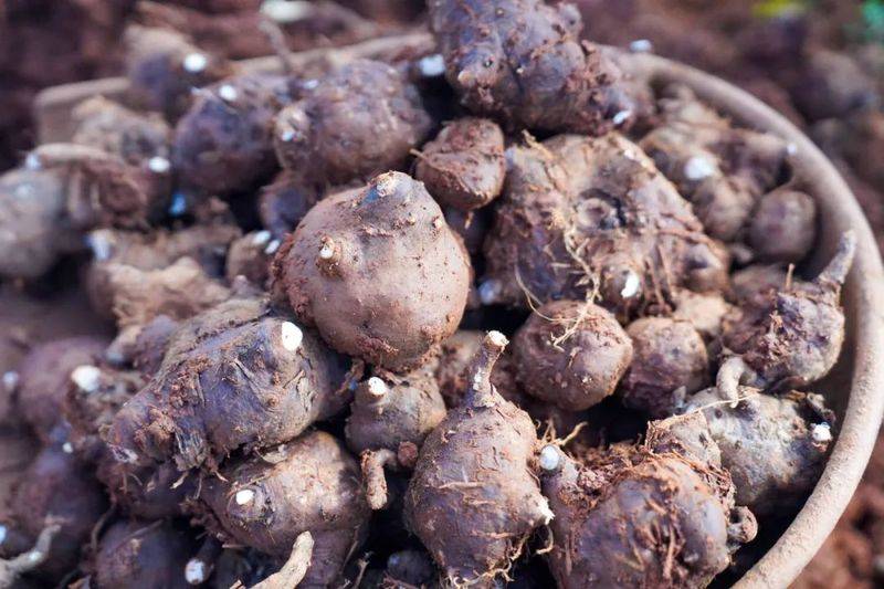 魔芋种植技术及亩产量