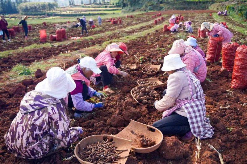 魔芋种植技术及亩产量