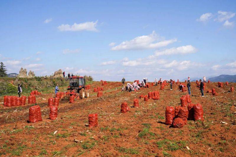 魔芋种植技术及亩产量