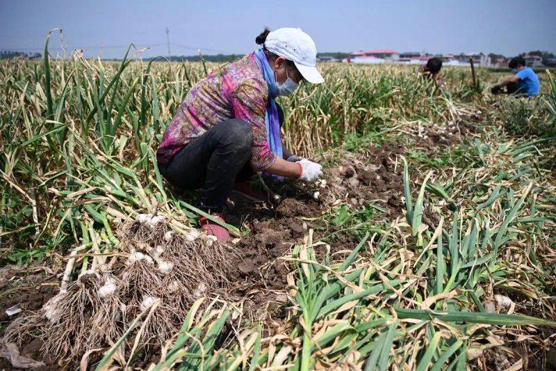 Garlic farming at home
