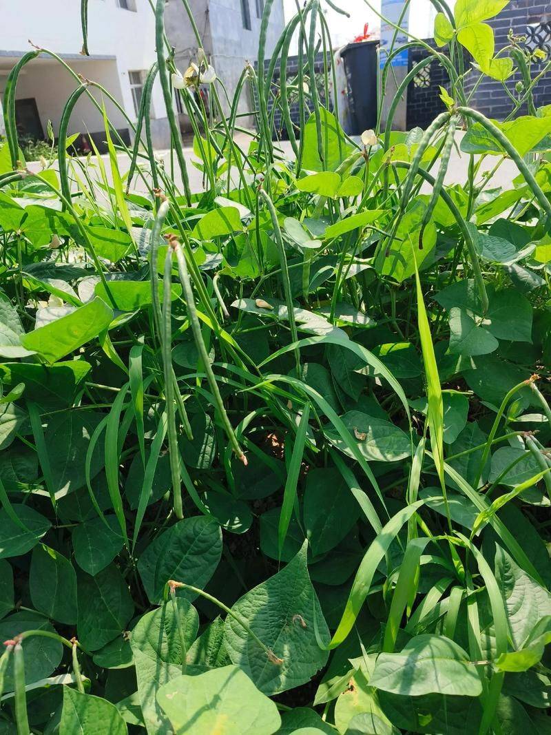 饭豆的种植方法和时间