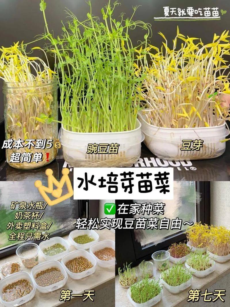 饭豆的种植方法和时间