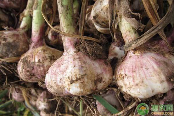 大蒜在家种植方法