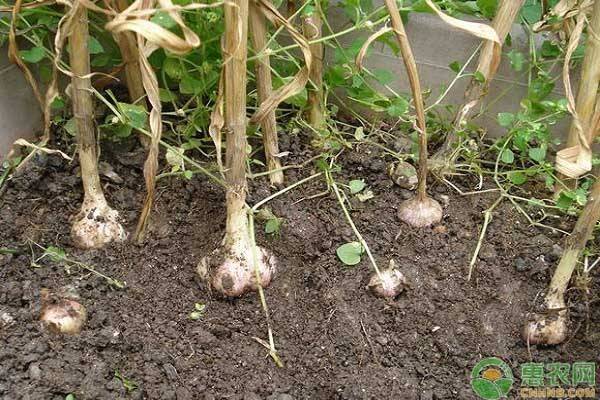 大蒜在家种植方法