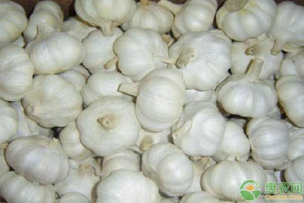 大蒜在家种植方法