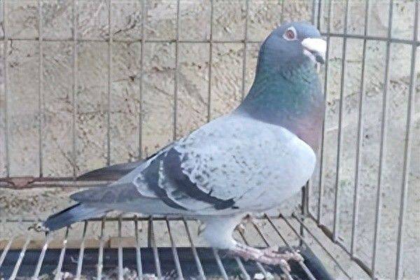 Limble dove characteristic pair