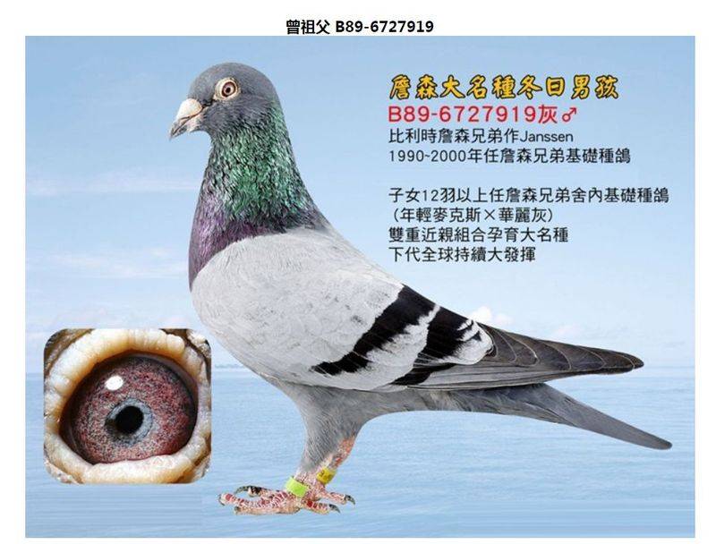Limble dove characteristic pair