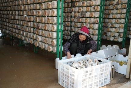 江西南昌：小菌菇撑起“致富伞”