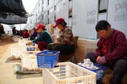 姬菇种植技术视频