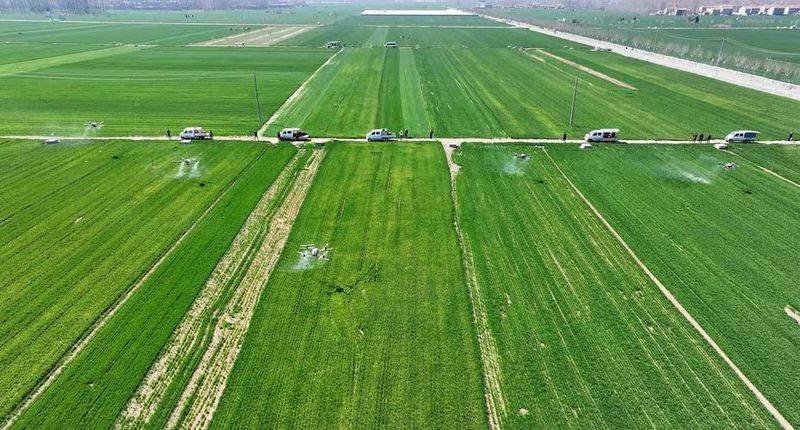 小麦种植技术与管理