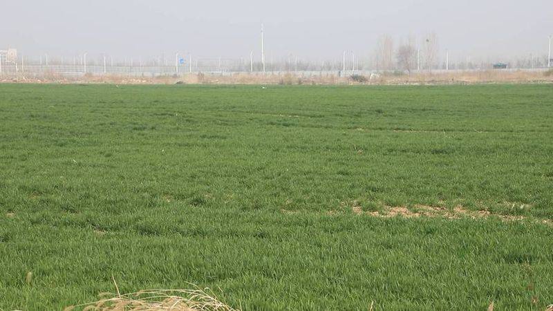 小麦种植技术与管理