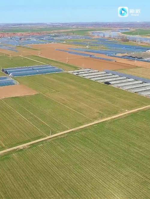 小麦种植技术与管理