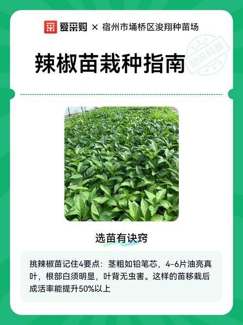 阳台辣椒苗的种植方法