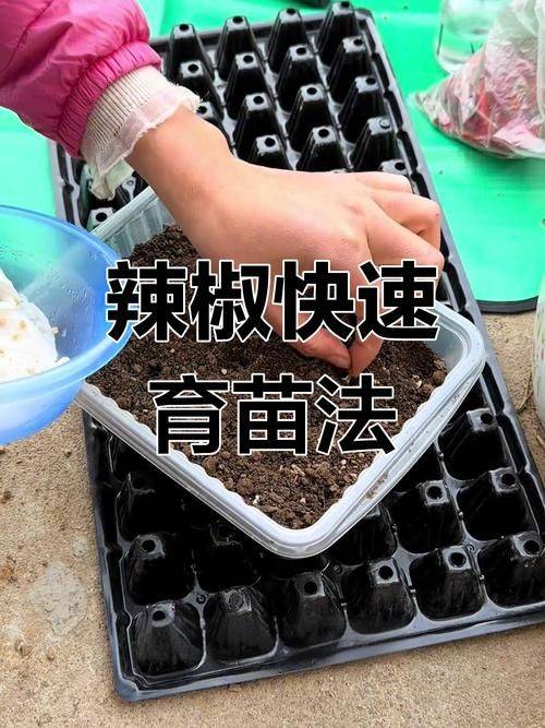 阳台辣椒苗的种植方法