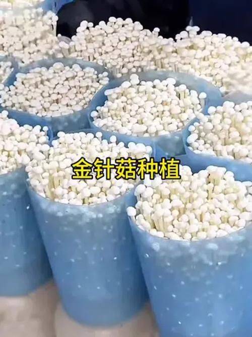 金针菇的种植方法
