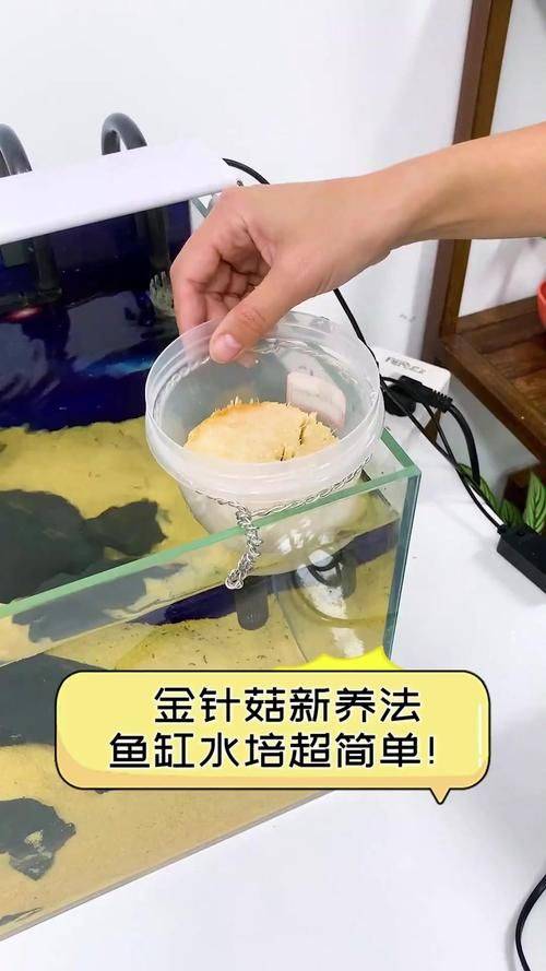 金针菇的种植方法