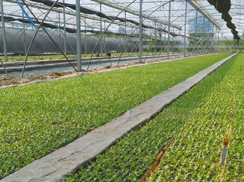 Landless vegetable cultivation techniques