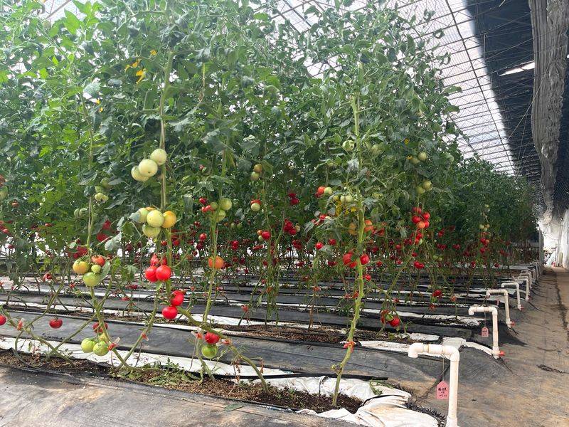 Landless vegetable cultivation techniques